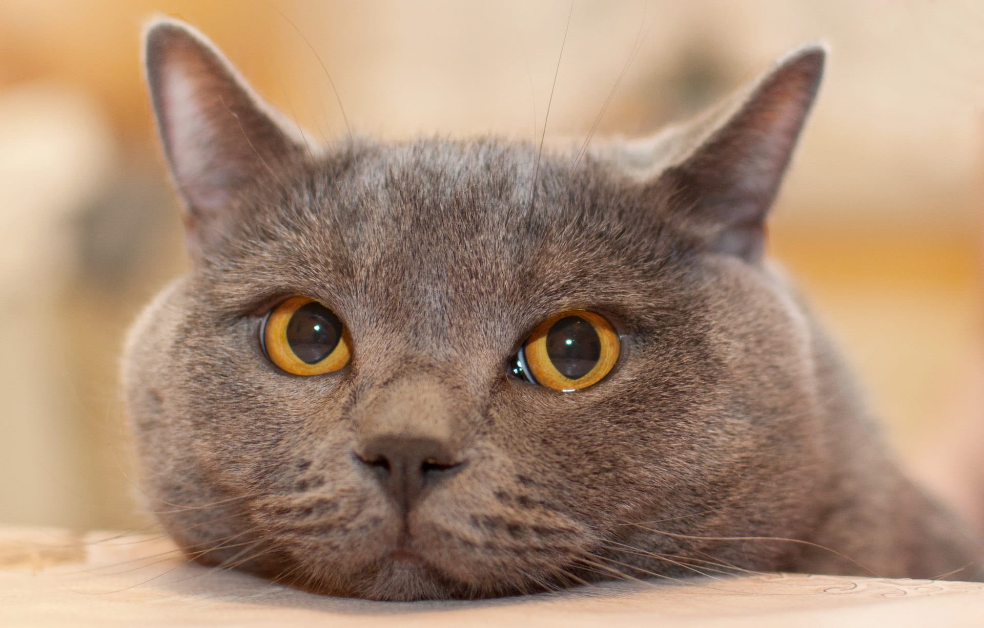 British Shorthair Cat Breed Information - wide 9